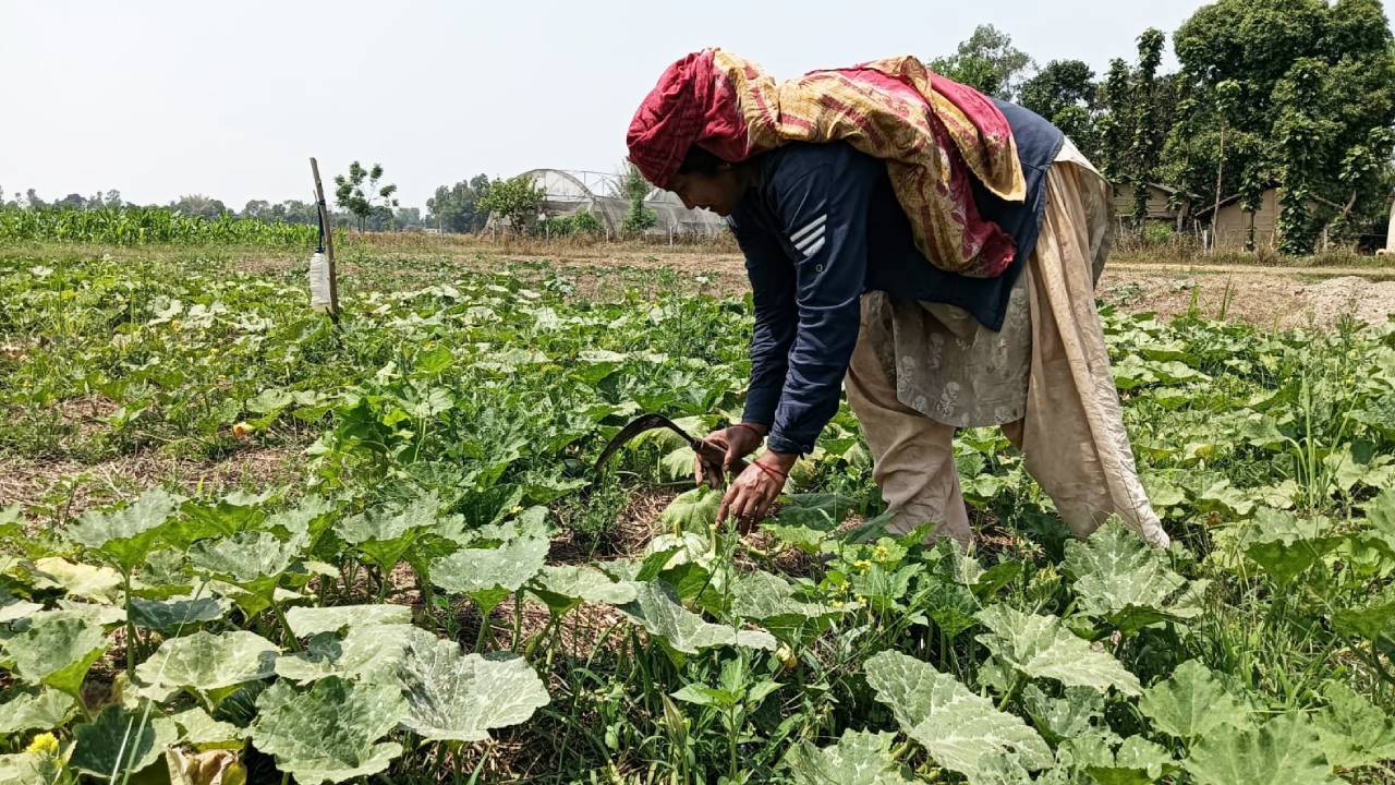 तरकारी खेतीबाट स्वरोजगार महिला, लाखौंको आम्दानी गर्दै