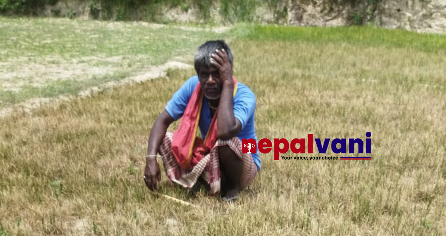 महोत्तरीका किसान भन्छन् , “न घरमा अन्न रह्यो, न खेतबाट आउने आस !”
