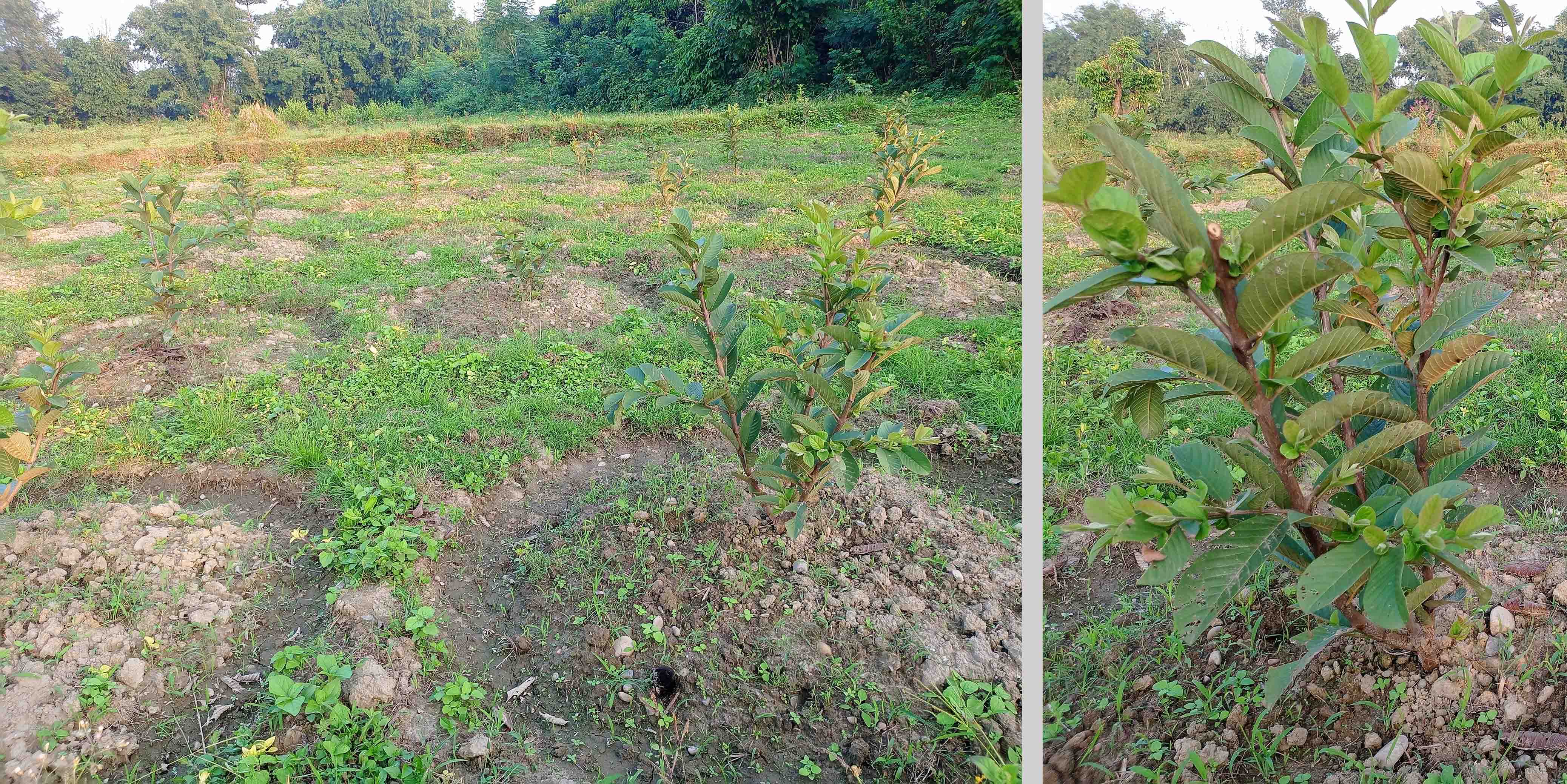 खयरमारामा अम्बा बगैचाः बुढेसकालको सहारा साँच्दै गौतम