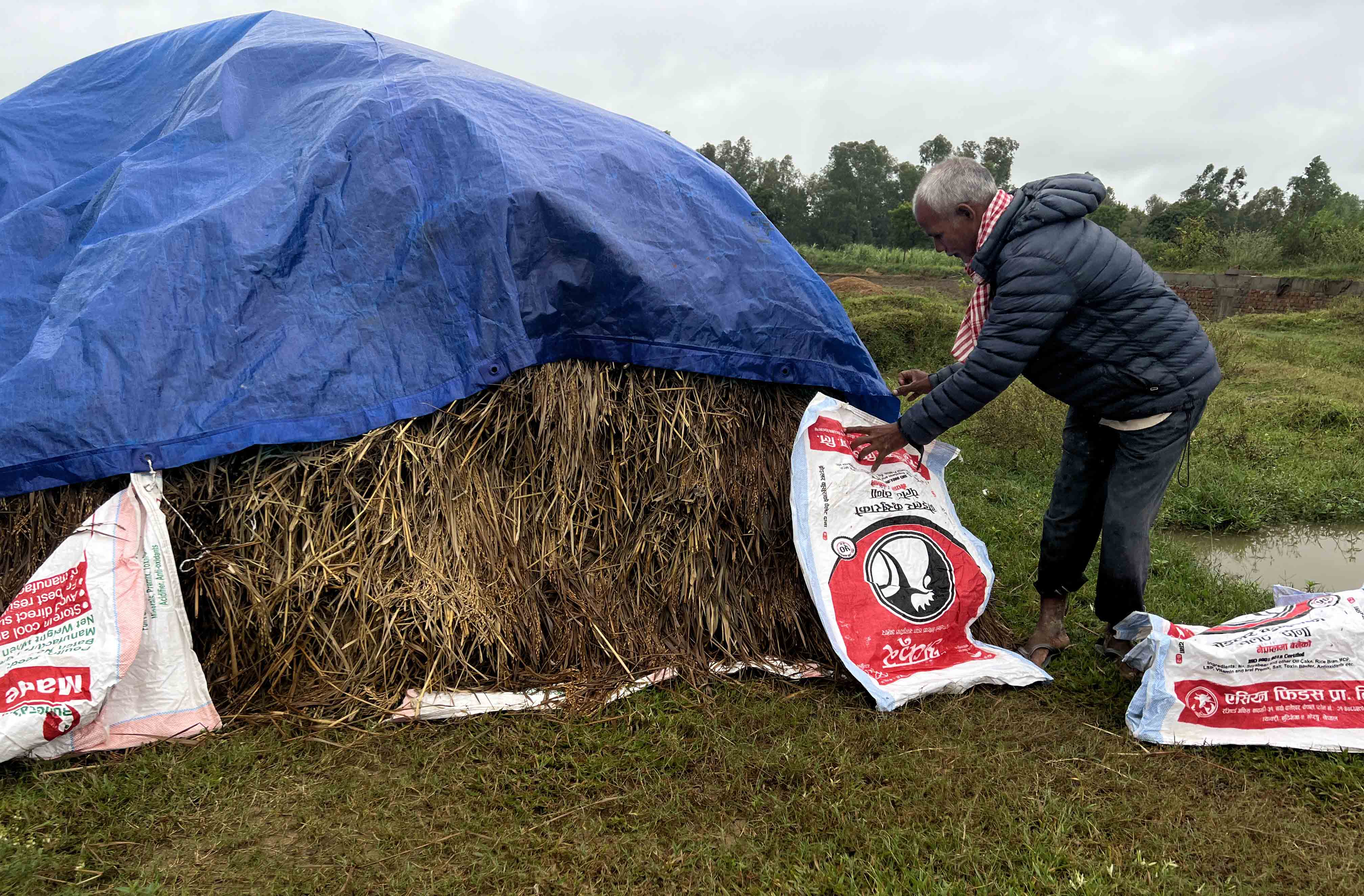 बेमौसमको पानीले किसानलाई पिरलो : धान भित्र्याउन सकस