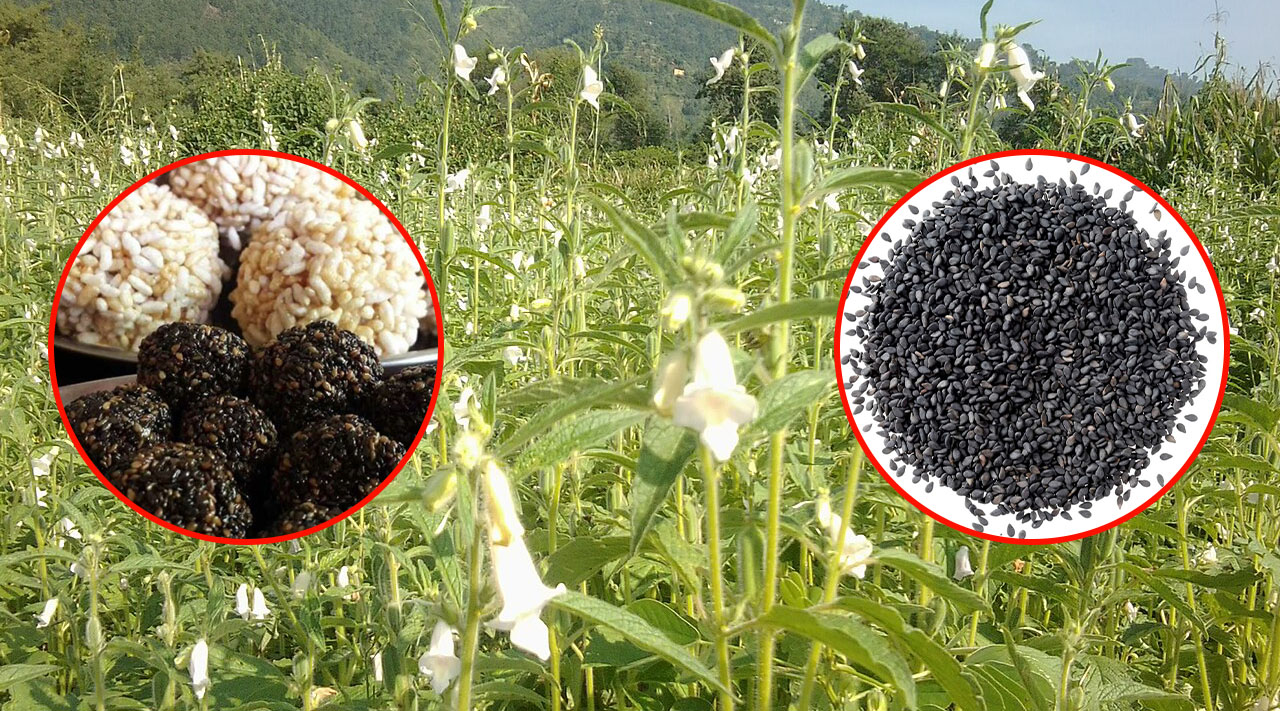 तील झार्न नपाउँदा तीलासक्रायतकाे जाेहाेकाे चिन्ता  